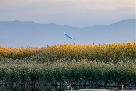 1 апреля - Международный день птиц