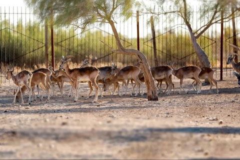 Buxoro bugʻusini saqlab qolishda sezilarli yutuqlarga erishildi