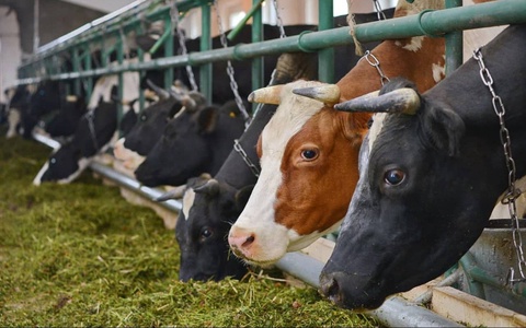 Самти афзалият дар соҳаи чорводорӣ муайян шуд