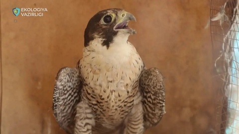 Noyob lochinlarni noqonuniy saqlab turgan huquqbuzar 620 million soʻmdan ortiq jarima toʻlaydi