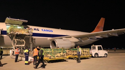 Moʻgʻulistondan goʻsht va jun uchun moʻljallangan qoʻy-echki zotlari keltirilmoqda