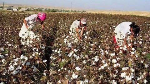 Paxta mavsumida majburiy mehnatga yoʻl qoʻygan 8 nafar mansabdor jazolandi