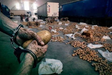 Картошка орасида яширилган 72 кг гиёҳванд модда фош этилди