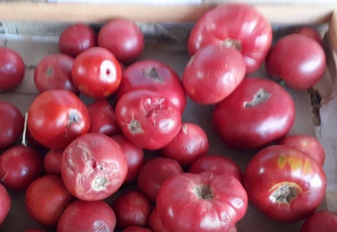 Toshkentda organoleptik xususiyati oʻzgargan mahsulotlar yoʻq qilindi