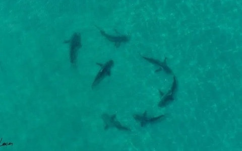 Бразилияда 13 ёшли бола акула ҳужуми оқибатида ҳаётдан кўз юмди