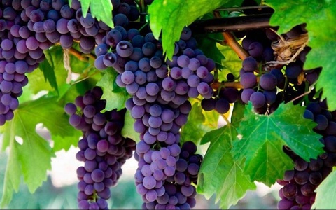 Фонду развития садоводства и тепличного хозяйства выделено 300 миллиардов сумов бюджетной ссуды