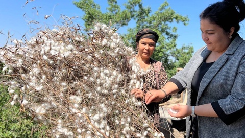 Beruniylik kasanachi, pillakorlar hirmon zafarini munosib boshladi
