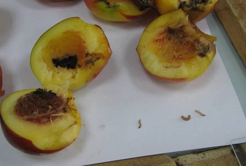 Из Узбекистана в Россию завезли крупную партию абрикосов, зараженных восточной плодожоркой