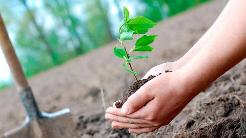 Ташкент қаласы аумағындағы ағаштарды цифрландыру арқылы олардың төлқұжаты жасалады