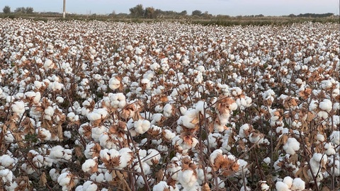 Rekord natija: Zafarobodlik fermer bu yil paxtadan 90 sentner hosil oldi yoxud ilmiy yondashuvlar “dalaga kirib bormoqda”