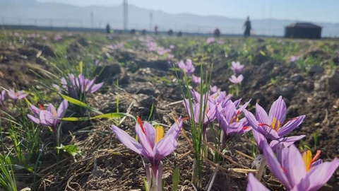 АҚШ өзбек шафран өнімдерін әкелуге рұқсат беру мерзімін ұзартты
