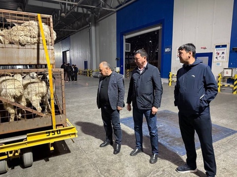 В Ташкентскую область из Монголии завезено 2100 голов овец породы «Байат»