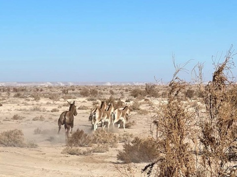 31 бош туркман қулони “Судоче-Акпетки” давлат буюртма қўриқхонасига келтирилди