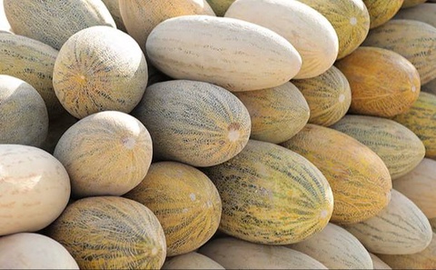 Ӯзбекистон ба 17 кишвар харбуза содир намуд