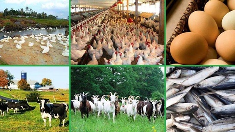 Ба хоҷагиҳои чорводорӣ, паррандапарварӣ ва моҳидорӣ субсидия дода мешавад