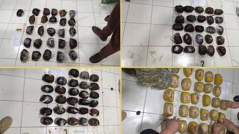 Tojikistondan keltirilgan 32 kg narkotik qoʻlga olindi