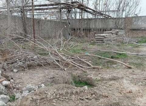 В Янгиюле незаконная вырубка 121 дерева нанесла ущерб природе на 1 млрд сумов