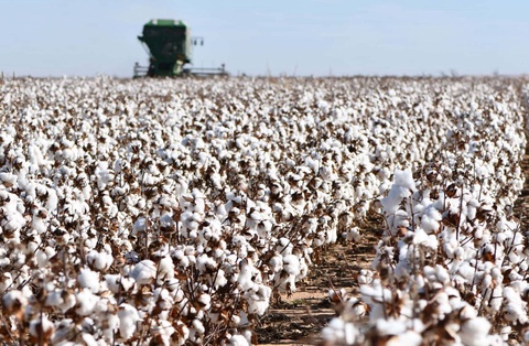 В Узбекистане дехканам и фермерам, выращивающим хлопок, выдадут субсидии