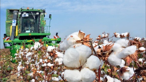 В хлопководстве будут широко внедряться интенсивные агротехнологии