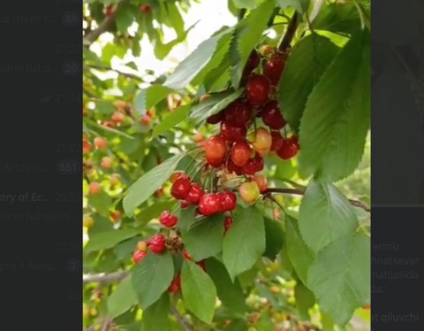 Termizda ilk gilos hosili terila boshlandi