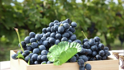 Өзбекстан жүзим экспортын 1,6 есеге арттырды