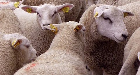 Ҳайвонларни идентификациялашни тартибга солувчи қонун маъқулланди