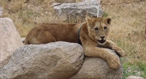 Самарқандда фуқаро шер боласини дала ҳовлисига яширгани аниқланди