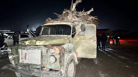 В Навоийской области пресечена незаконная вырубка саксаула