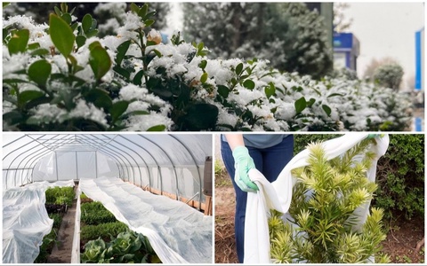 Sovuq kunlarda qishloq xoʻjaligi ekinlarini asrash boʻyicha tavsiyalar berildi