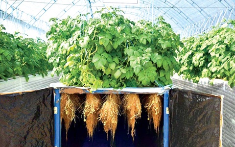 Отборный клубень - обильный урожай