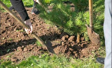 Kambagʻal oilalarga oʻrmon fondi yerlarida ekilgan daraxtlar uchun subsidiya ajratiladi