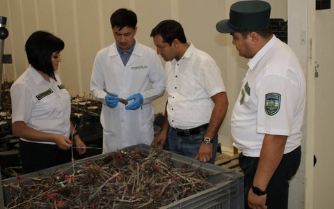 В Узбекистане уничтожена крупная партия ввезенных из Турции саженцев персика