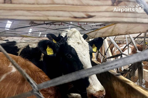 Аэропорт Ташкента принял необычный груз - партию племенного скота