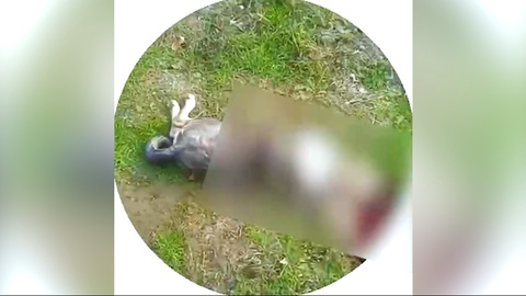 Goʻshti uchun itlarni oʻldirib kelgan fuqaro qamoqqa olindi