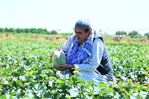Сұрхандарияда қауын пісті