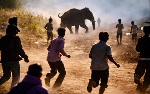 Hindistonda fil hujum oqibatida 22 kishi halok bo'ldi