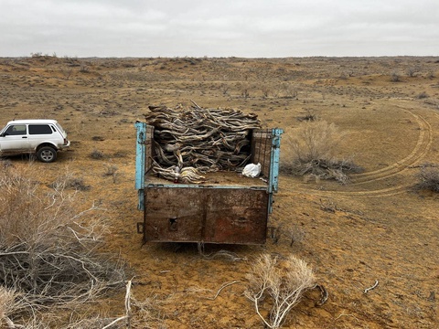 Незаконно срубивший саксаул житель Навоийской области наказан по закону
