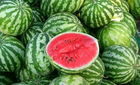Uzbekistan increased watermelon exports by 67.7 %
