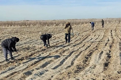На осушенном дне Арала испытывают новые виды растений