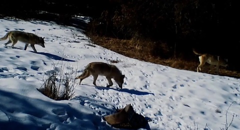 “Zomin“ qoʻriqxonasida boʻrilar galasi fotoqopqonga tushib qoldi