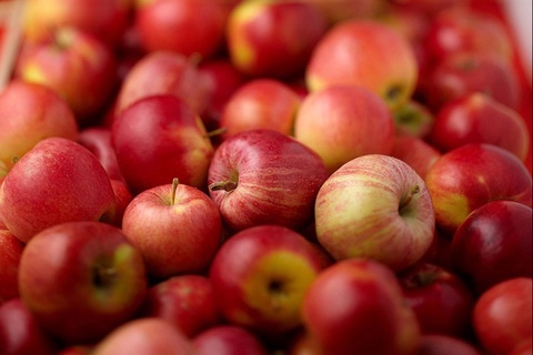 Oʻzbekiston 8 oyda 11,6 mln dollarlik olma eksport qilgan