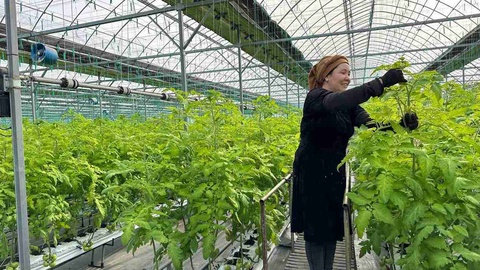 Таза өнимлер қыс айында да базарларымызға шығарылады