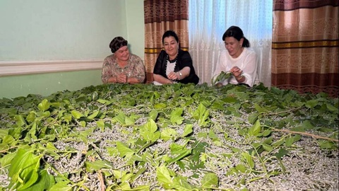 Пиллешилик те дәрамат дәрегине айланбақта