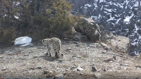 “Hisor” davlat qoʻriqxonasiga oʻrnatilgan fotoqopqon yana qor qoplonini kamera obyektiga muhrladi