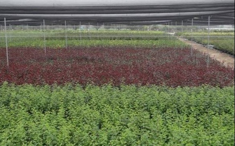 Узбекистан запретил импорт саженцев из питомников турецкой компании