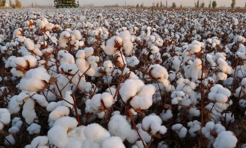 Мақта бағасы еркін базар қағидаттары негізінде белгіленеді