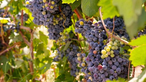 Повышается мировой статус Узбекистана в плане развития виноградарства