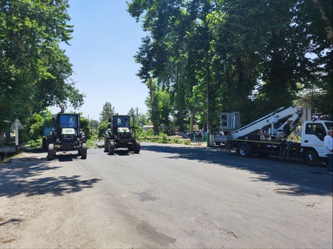 Қашқадарёда 6 туп чинор “чопилди”