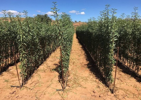 Жаңа бағларды қурыўды қаржыландырыў тәртиби белгиленди