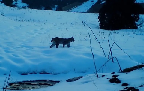 Turkiston silovsinlari fotoqopqondan qocholmadi